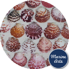 8220-P1 - Calico Fans - Scallop Shells - Project Pack